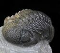 Austerops (Phacops) Trilobite - Multi-Toned Shell #40135-1